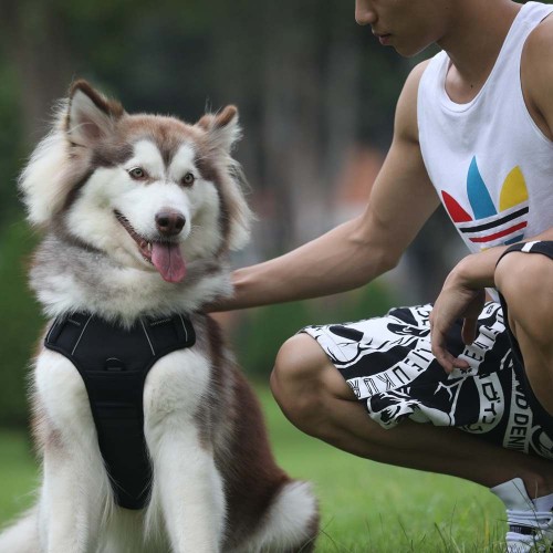 Szelki dla psa czarne z uchwytem TAILUP