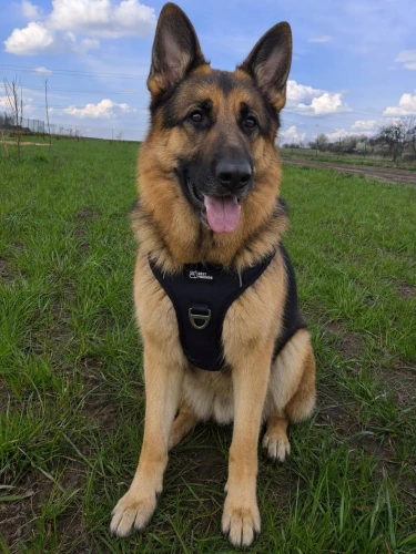 Szelki-dla-psa-GUARD-OWCZAREK-LABRADOR-AKITA-WYTRZYMALE-easy-walk-czarne-XL-Rodzaj-szelki-spacerowe.jpg