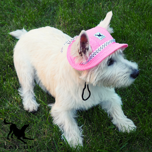 kapelusz dla małego psa