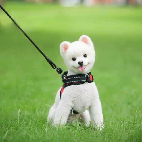 szelki dla małego psa czerwone