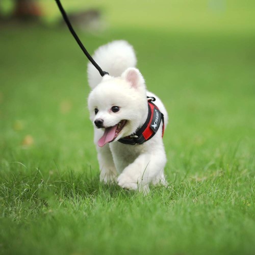 szelki dla małego psa czerwone