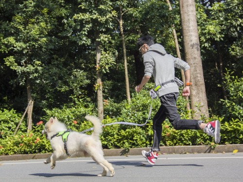 Smycz do biegania z psem