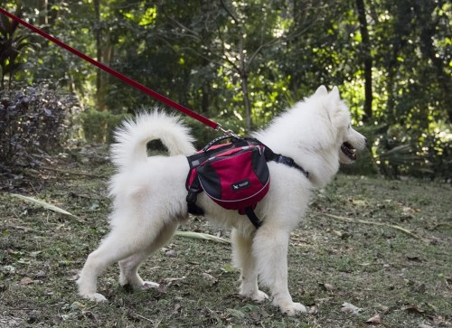 szelki dla psa w góry