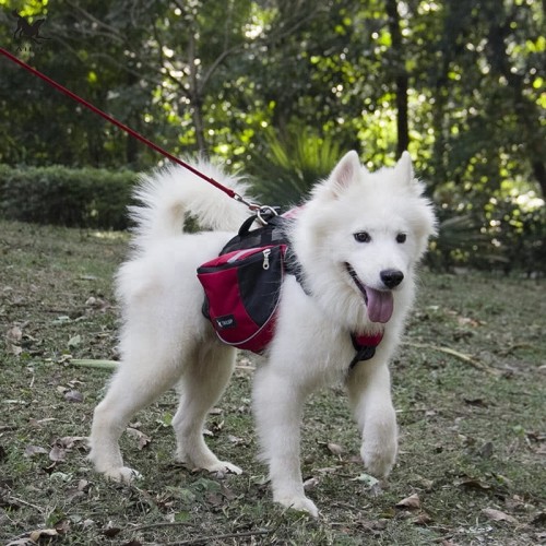 Szelki dla psa w góry