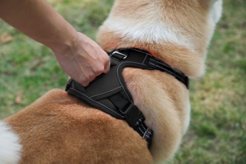 Szelki dla psa typu GUARD BEST FRIENDS