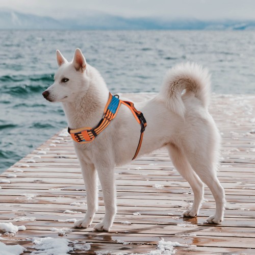 szelki dla psa wygodne