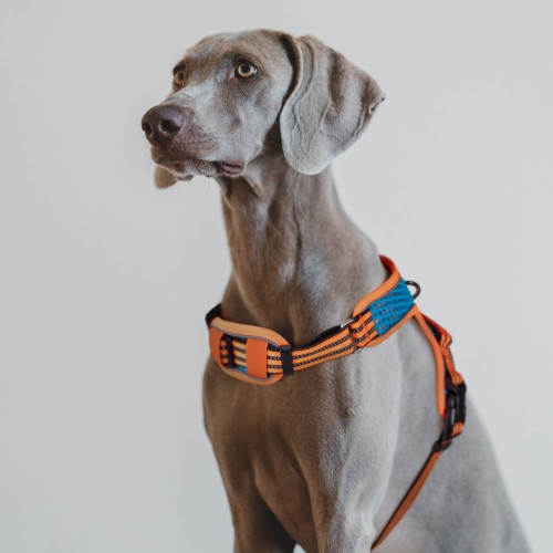 szelki dla psa pomarańczowe