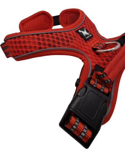 czerwone szelki dla psa