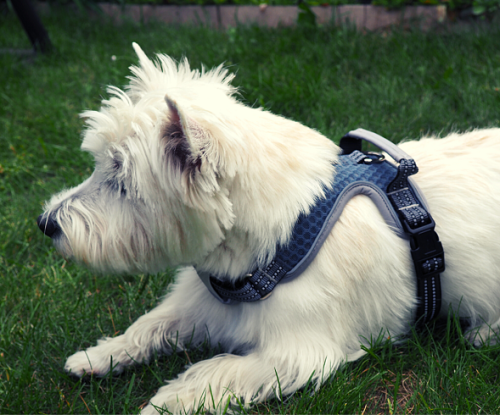 szelki odblaskowe dla małego psa