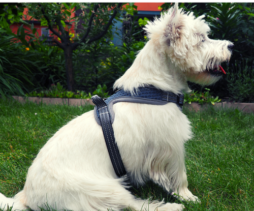 szelki dla jack russell terrier