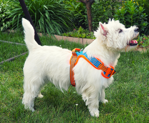 szelki dla sznaucera