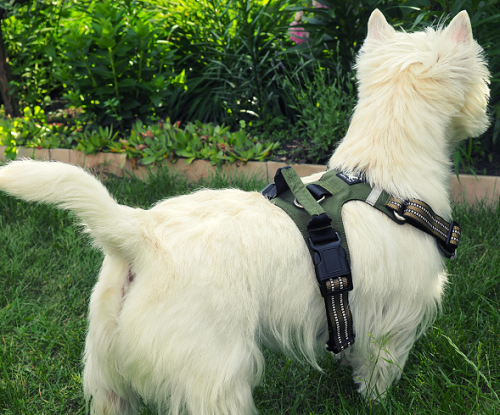 szelki dla labradora