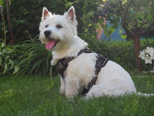 Szelki dla psa typu GUARD BEST FRIENDS