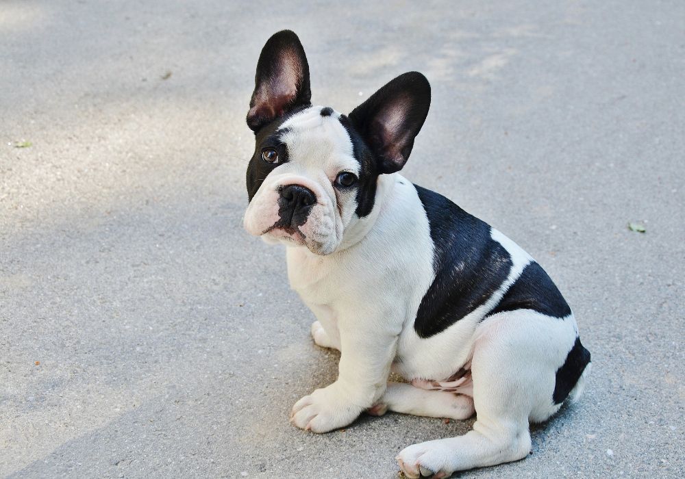 buldog francuski