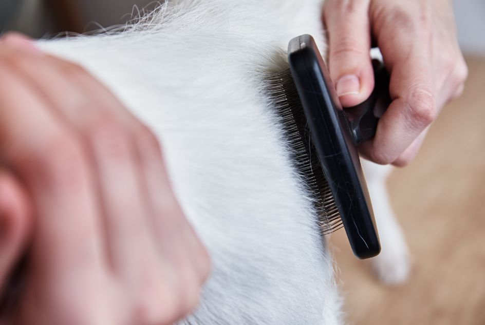 akcesoria do pielęgnacji psa