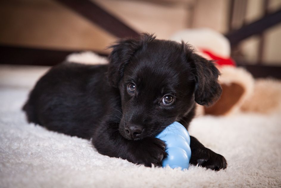 rodzaje gryzaków dla szczeniaka