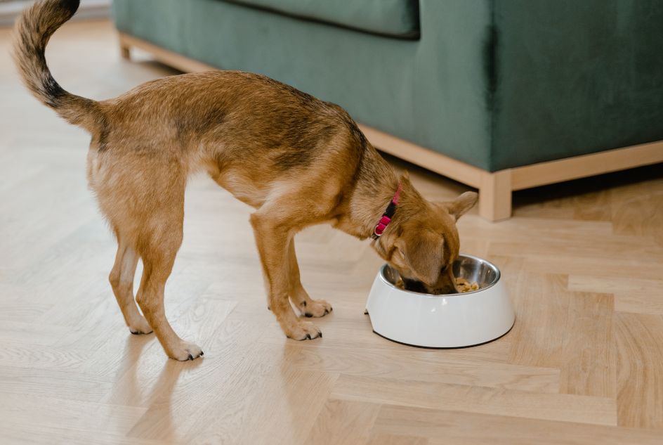 zdrowa dieta psa z karmą bezzbożową