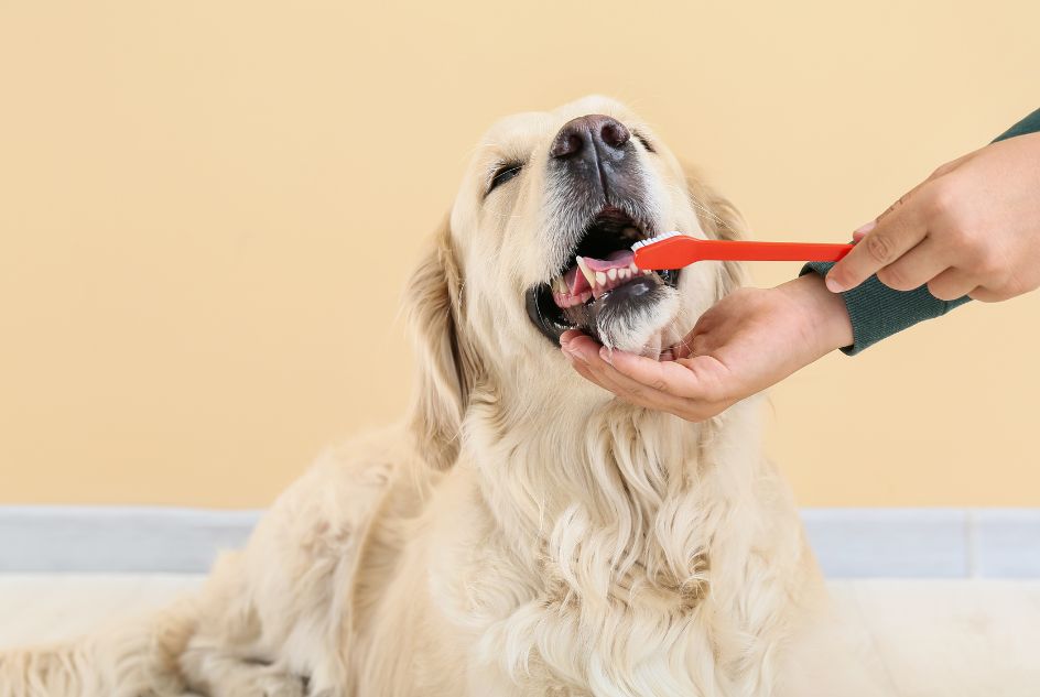 higiena jamy ustnej u psa