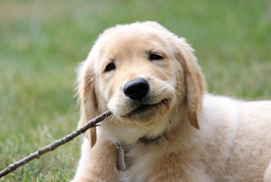 na co zwrócić uwagę przy wynorze gryzaka dla psa