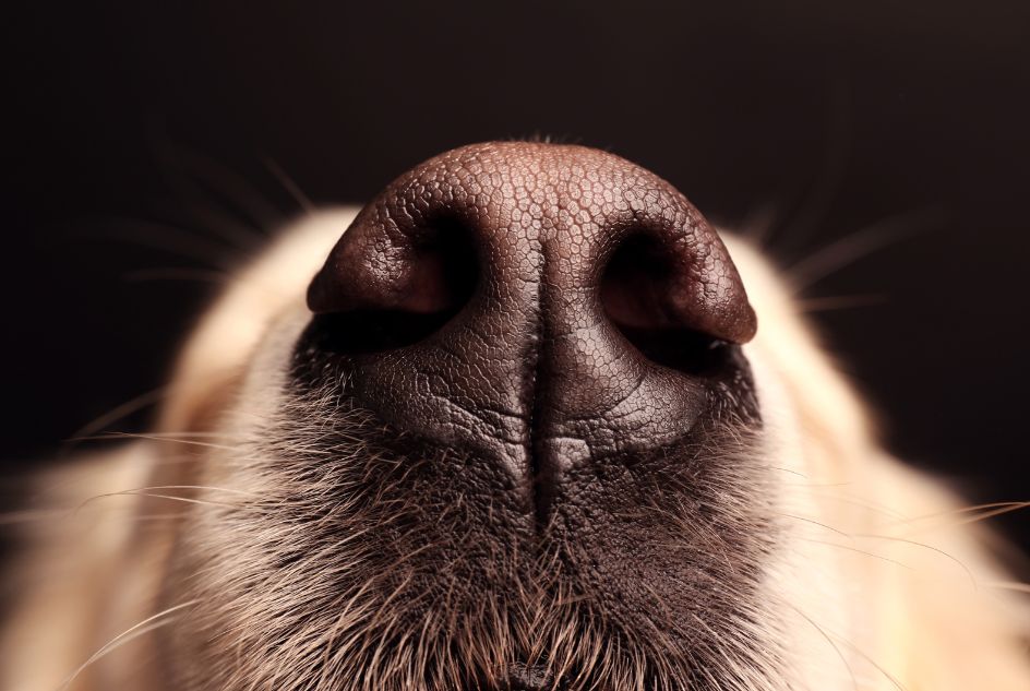 co oznacza mokry i suchy nos u psa