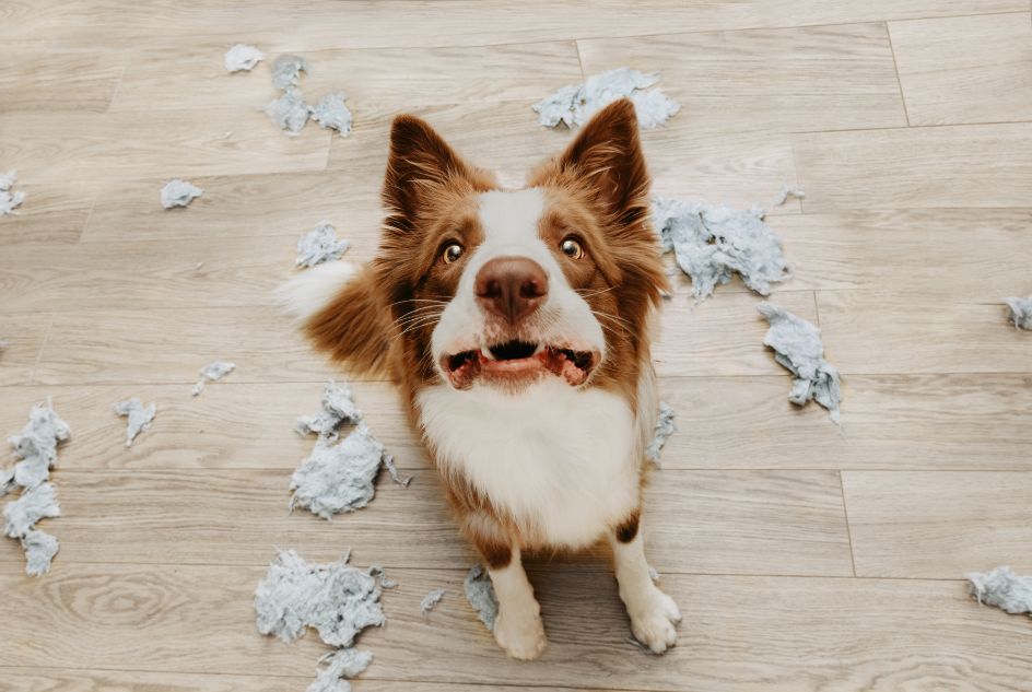 zachowania lękowe u psa