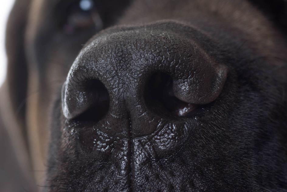 ciepły a zimny nos u psa