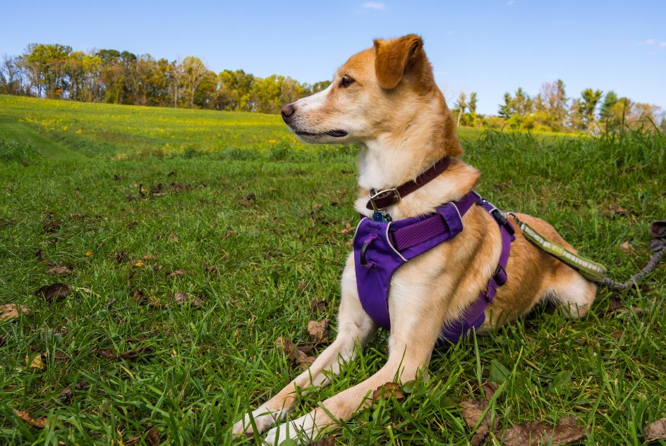 szelki dla psa z zapięciem z przodu