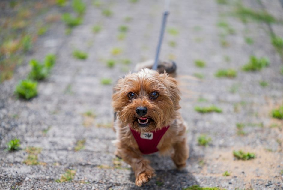 Szelki dla yorka – dlaczego małe rasy wymagają zupełnie innej konstrukcji niż psy średnie i duże