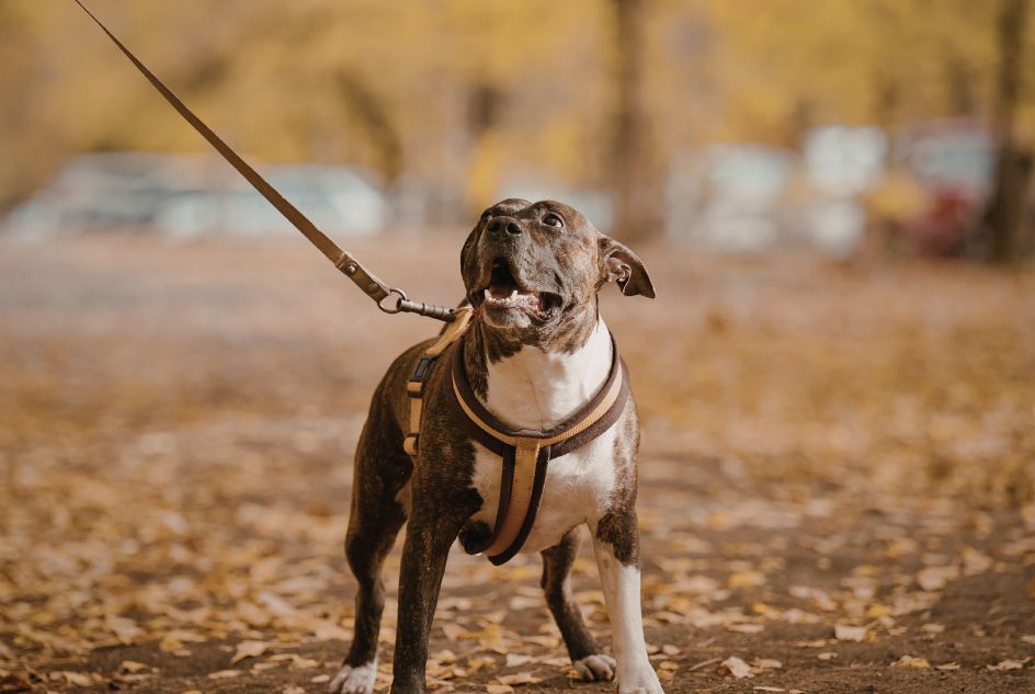 Szelki Guard vs Easy Walk — czym się różnią i który wybrać?