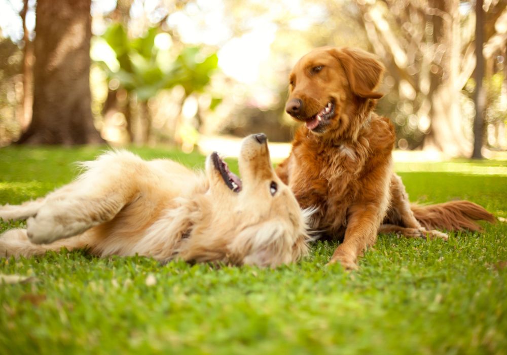 Jakie są najpopularniejsze rasy psów